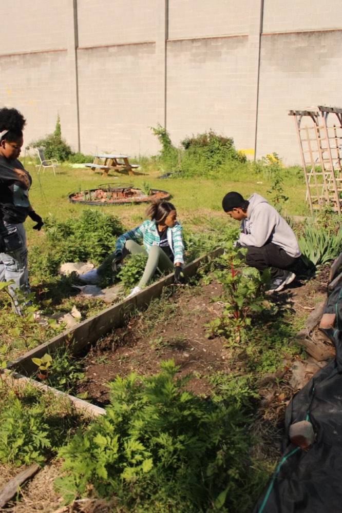 Club members spread across the garden clearing and turning over raised beds