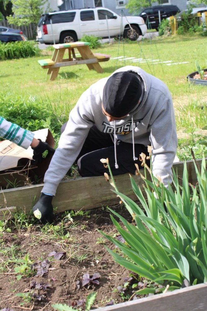 A student in a Towson hoodie working the soil beside a bed of irises